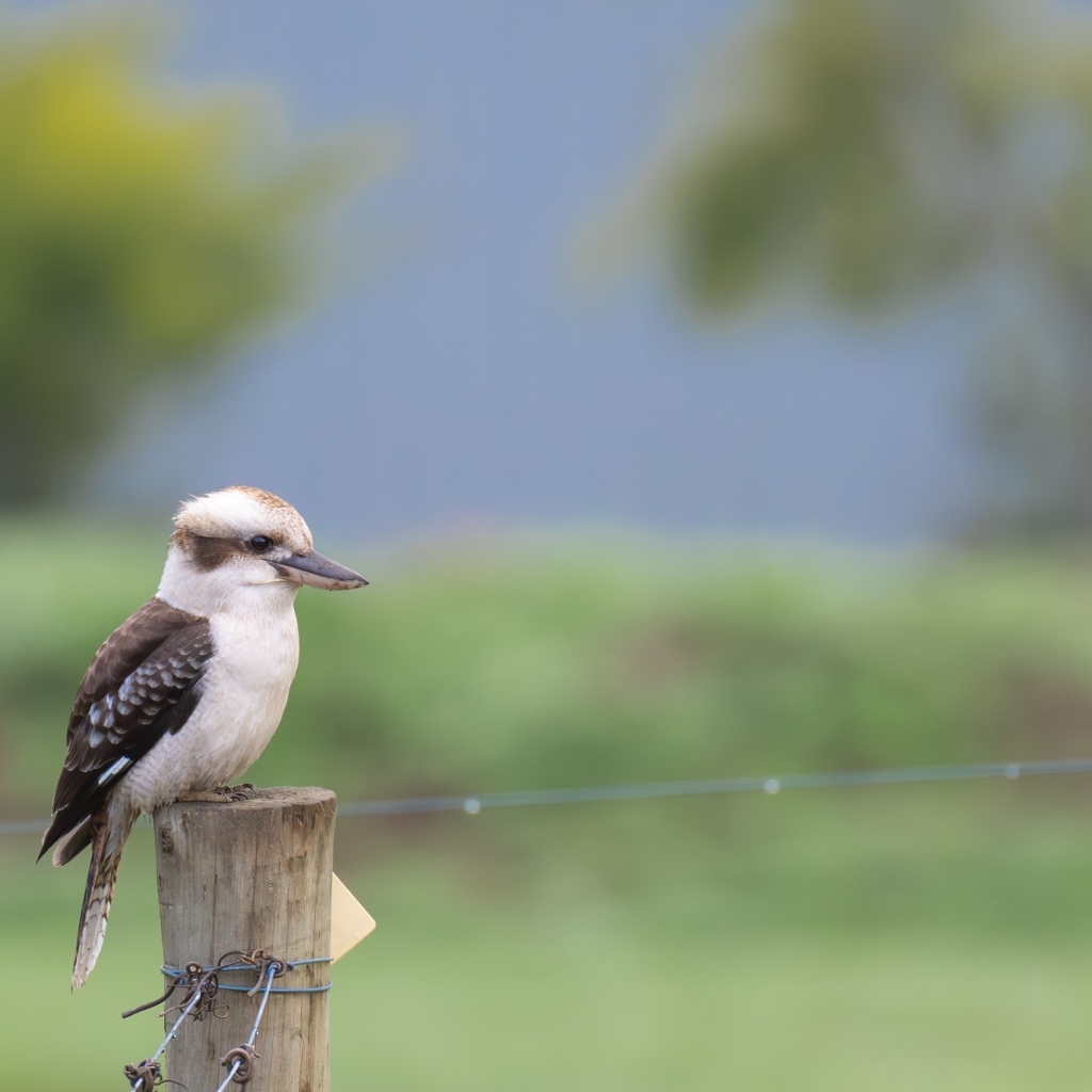 Маленькая кукабарра сидит на столбе