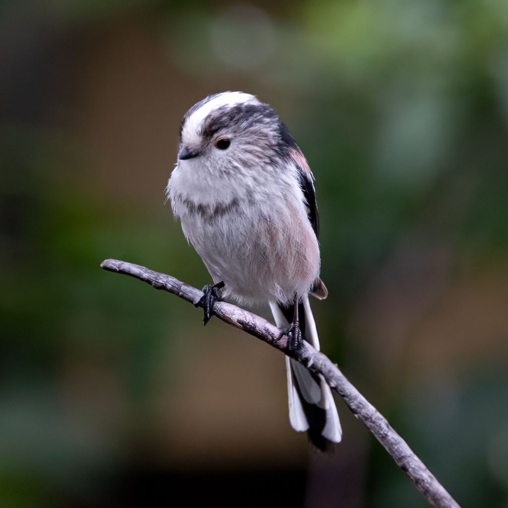 Маленькая длиннохвостая синица на ветке
