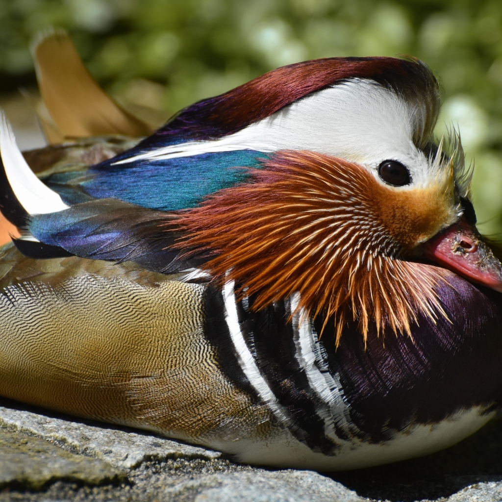 Маленькая утка мандаринка сидит на камне