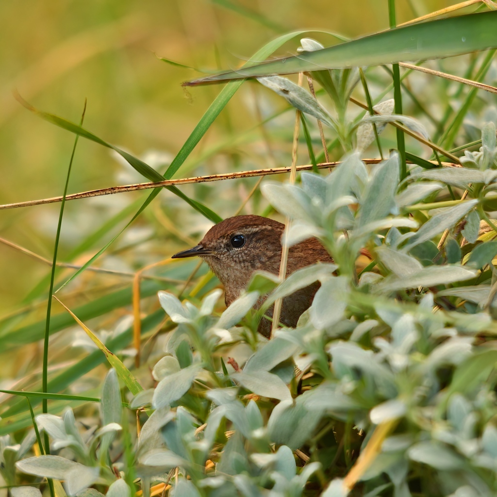 Маленькая иволга прячется в зеленых листьях