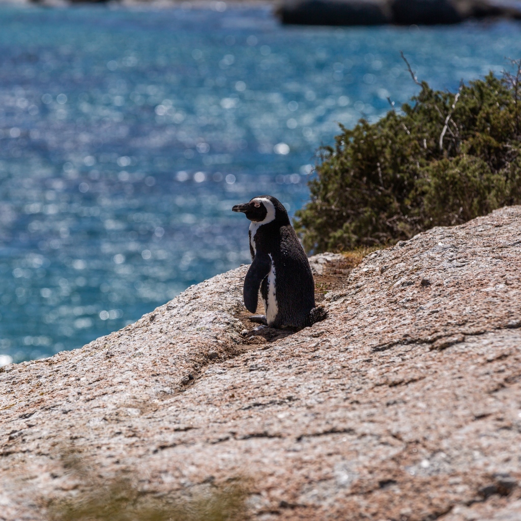 Маленький пингвин стоит на камне у воды