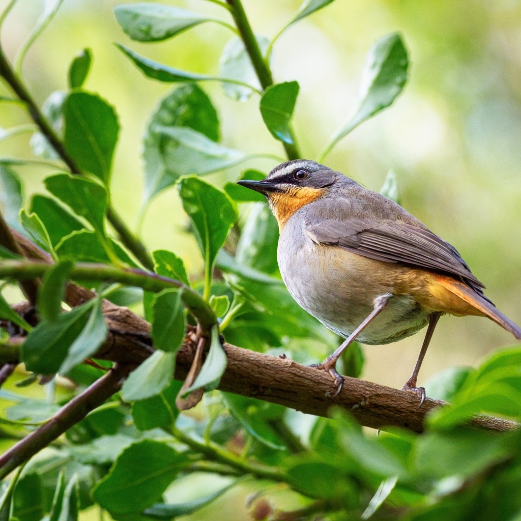 Маленькая птица робин сидит на ветке