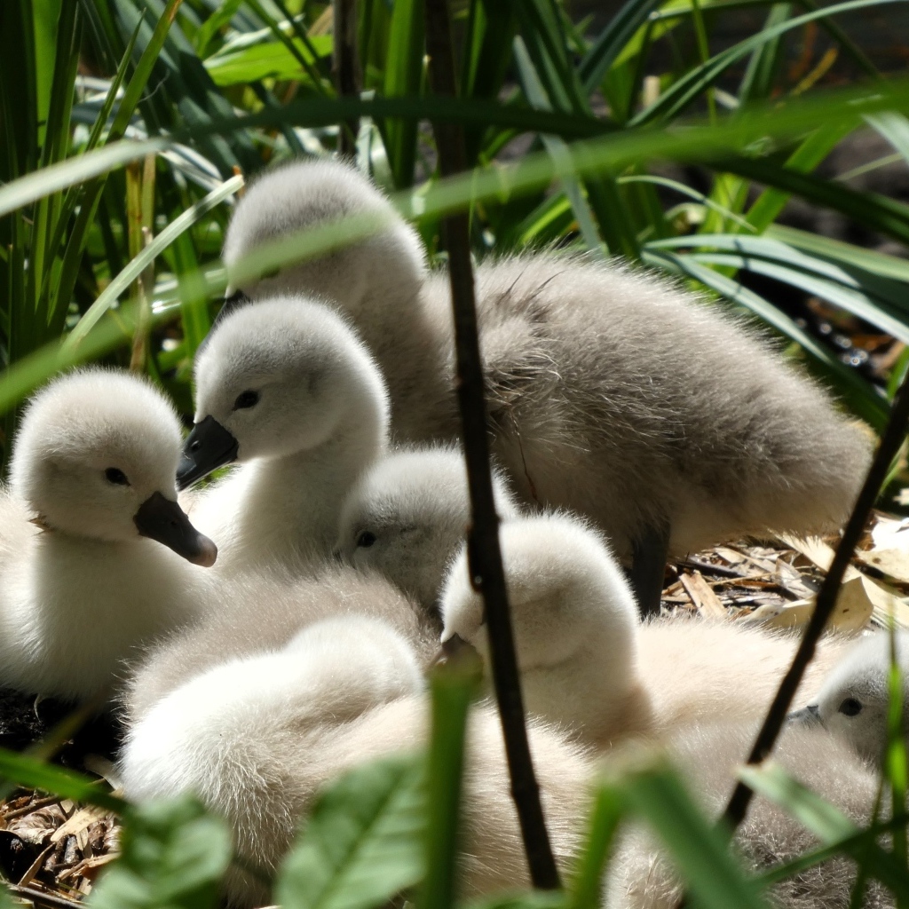Маленькие птенцы лебедя в гнезде