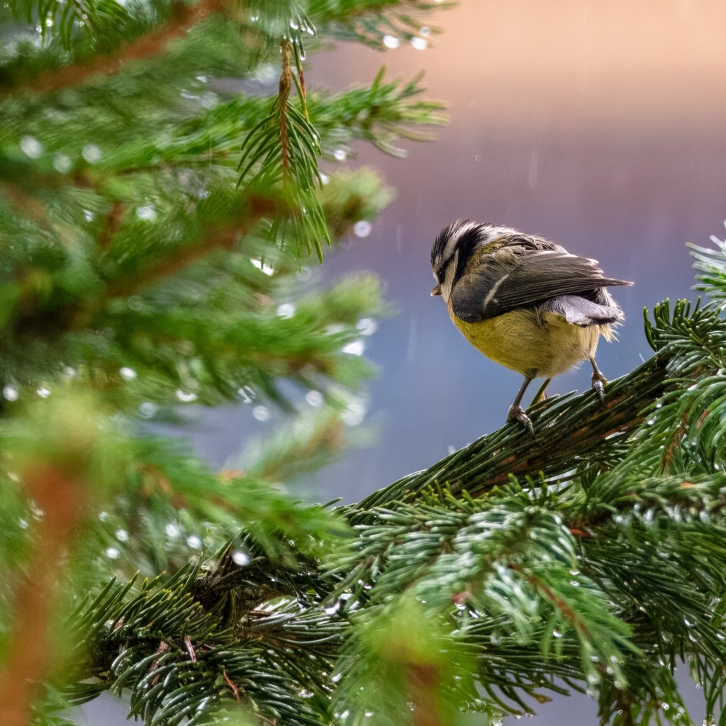 Маленькая синица сидит на еловой ветке под дождем
