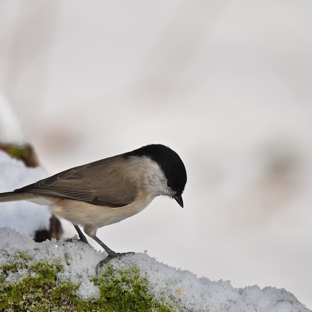 Маленькая синица стоит на белом снегу