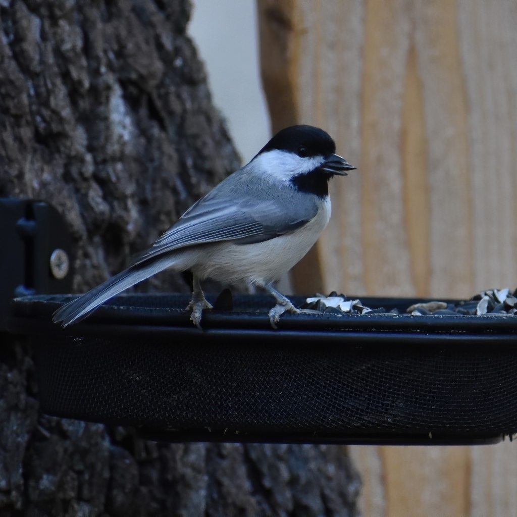 Маленькая синичка в кормушке с семечками