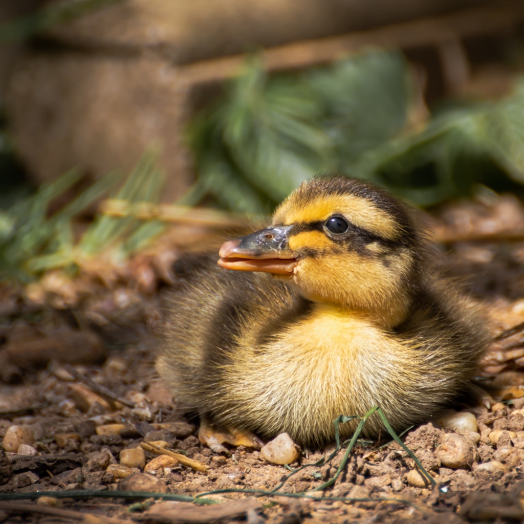 Маленький дикий утенок прячется в тени 