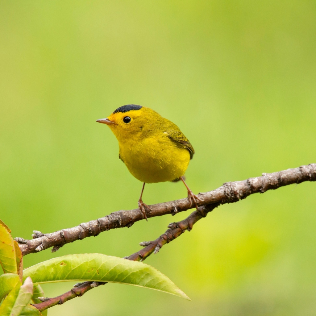 Маленькая желтая птичка сидит на ветке
