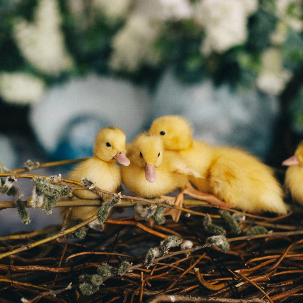 Маленькие желтые утята в гнезде