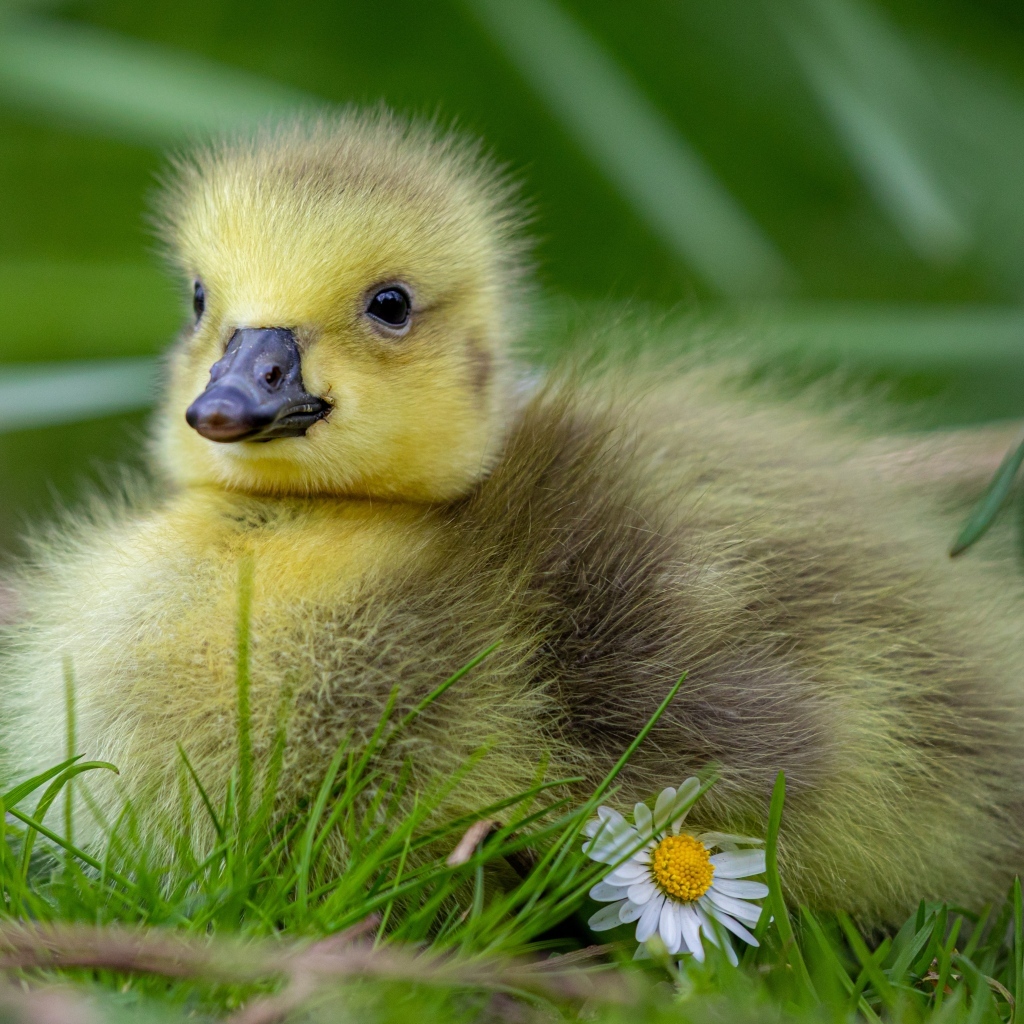 Маленький желтый гусенок на зеленой траве