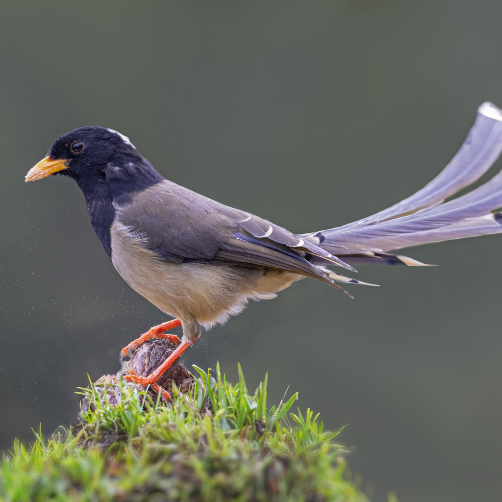 Сорока крупным планом