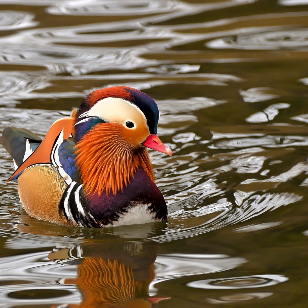 Уточка мандаринка плавает в воде