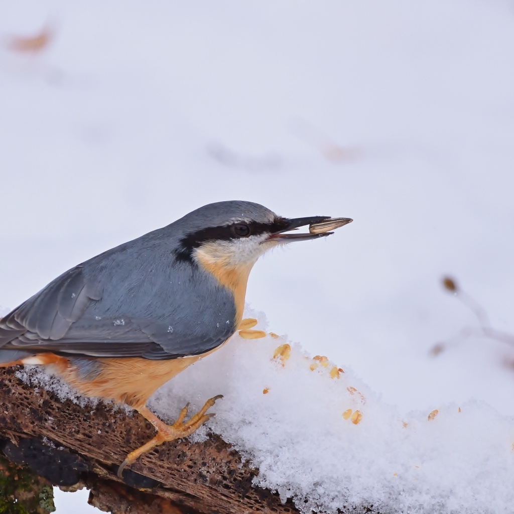 Птица поползень на снегу