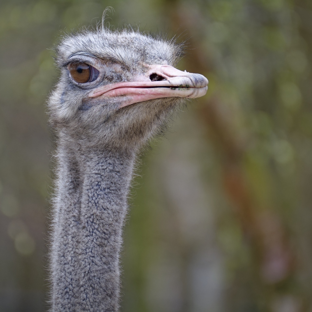 Голова страуса с розовым клювом