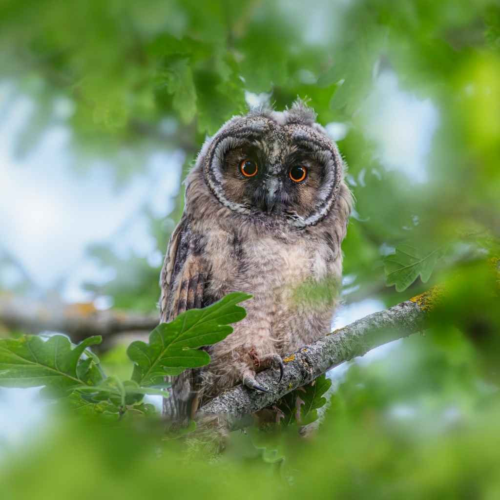 Сова сидит в ветках дуба