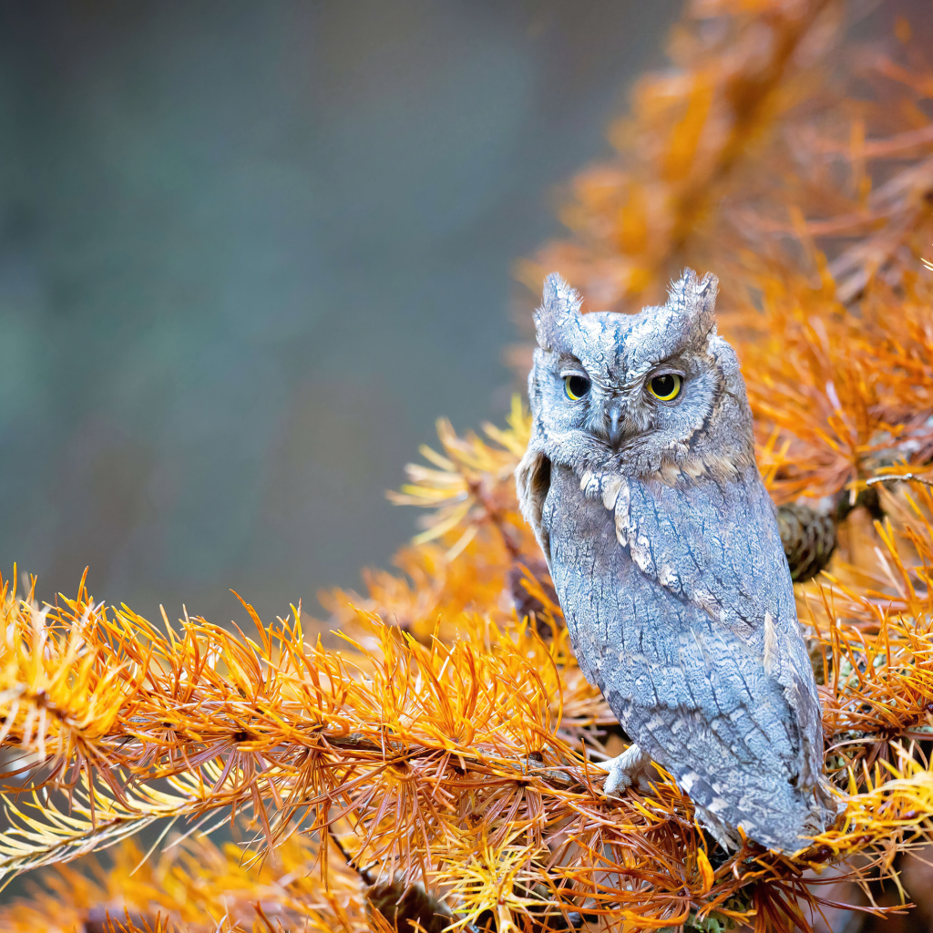 Сова сидит на ветке ели