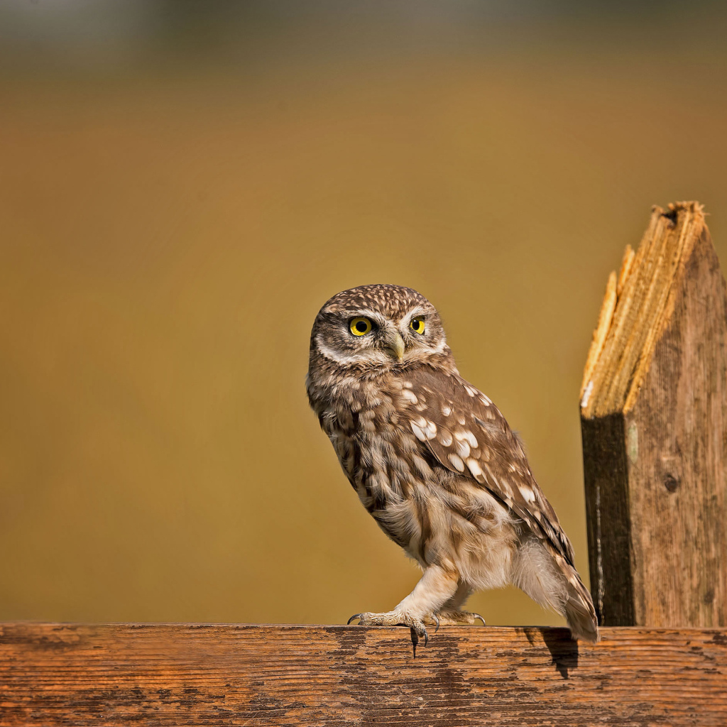 Сова сидит на деревянном заборе