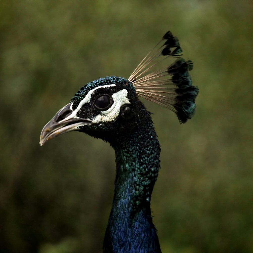 Голова павлина с длинной шеей крупным планом