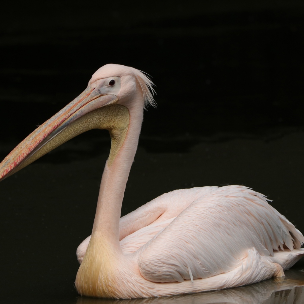 Розовый пеликан на черном фоне
