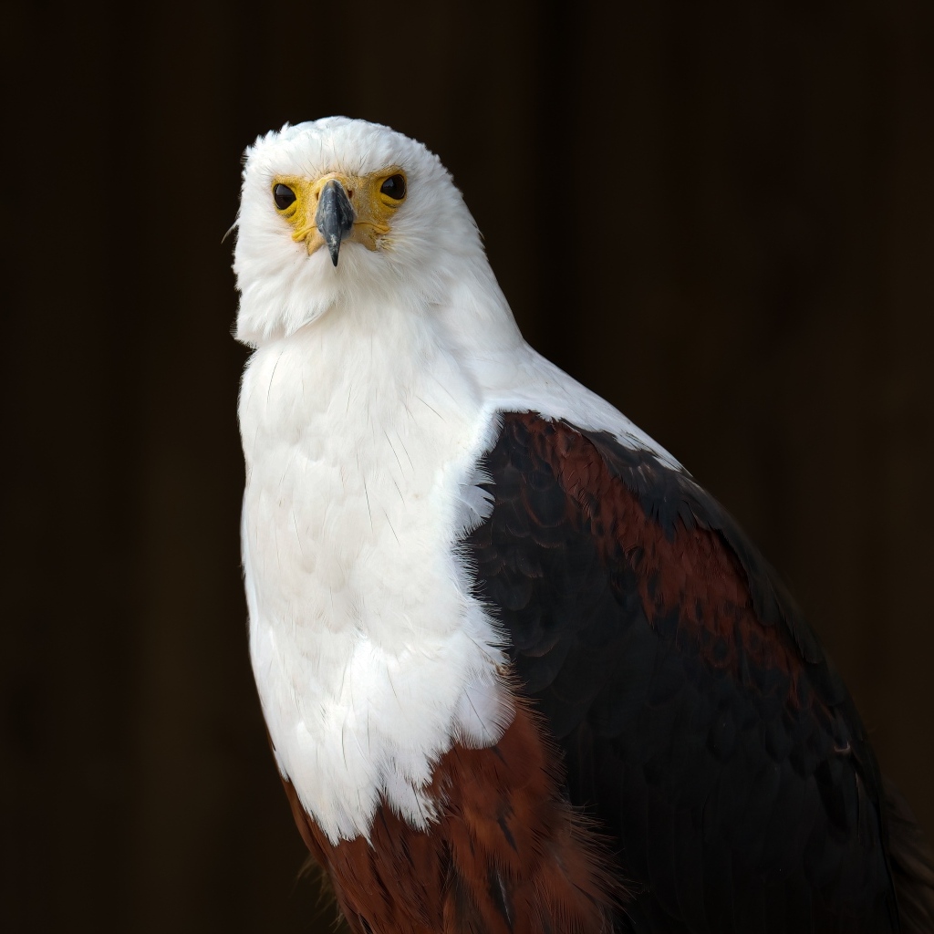 Хищный белоголовый орлан крупным планом