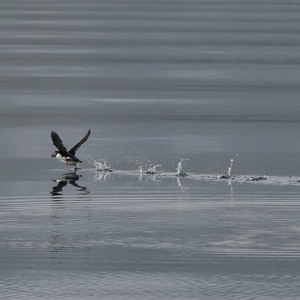 Птица тупик взлетает по воде