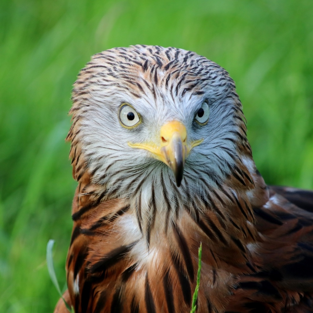 Красный коршун с острым клювом