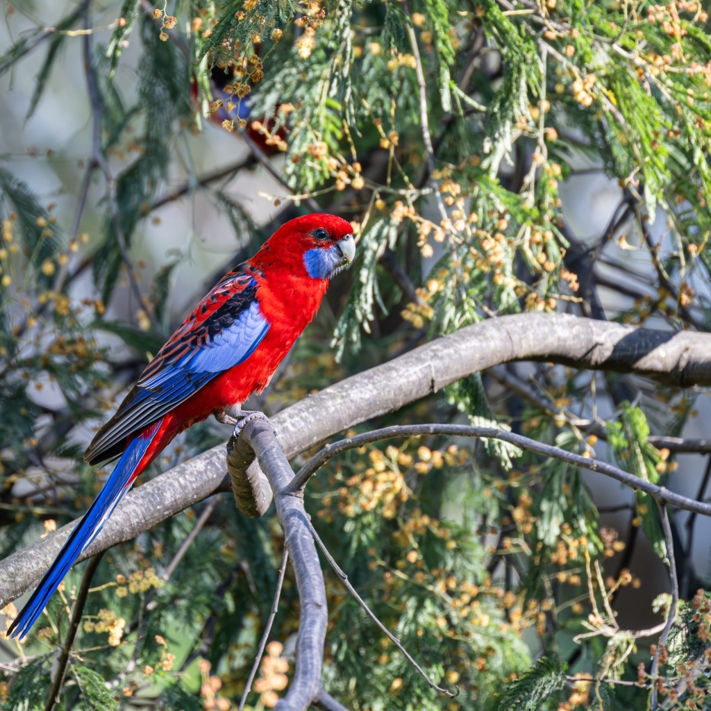 Попугай красная розелла сидит на ветке