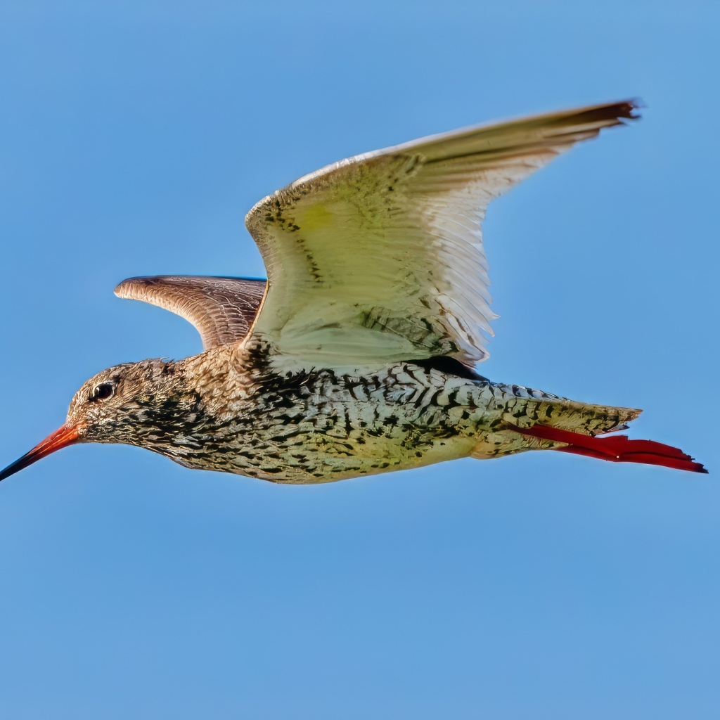 Птица красный стебель летит в небе