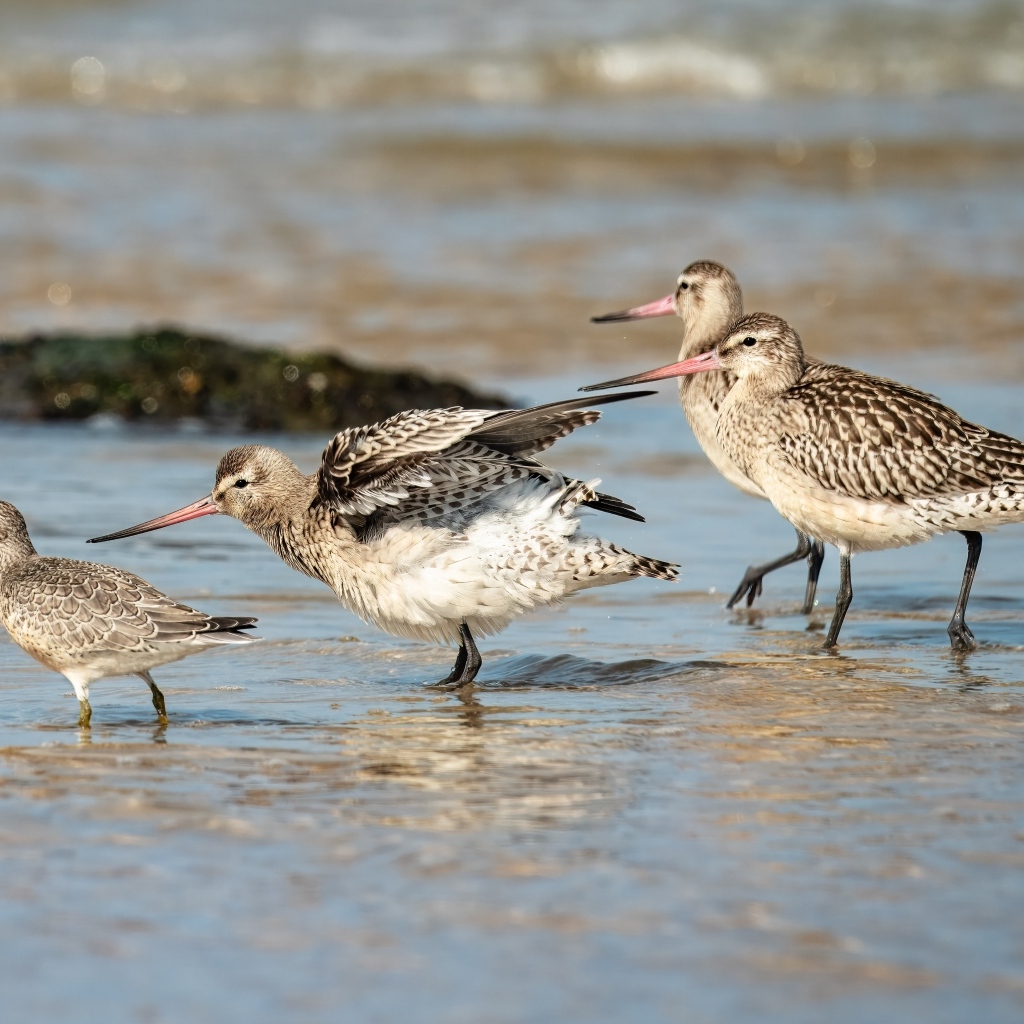 Семейство птиц кулик в воде