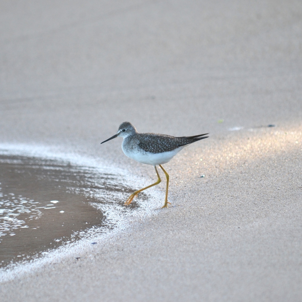 Птица кулик с острым клювом у воды