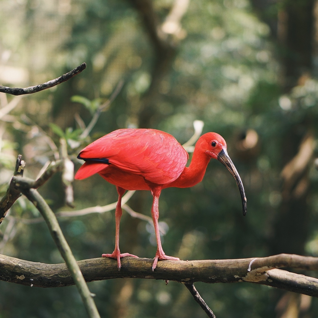 Алый ибис сидит на ветке