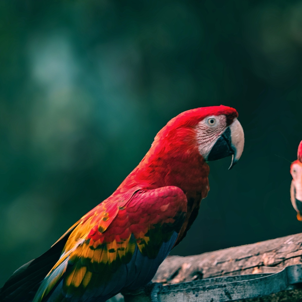 Попугаи алый ара на деревянной ветке