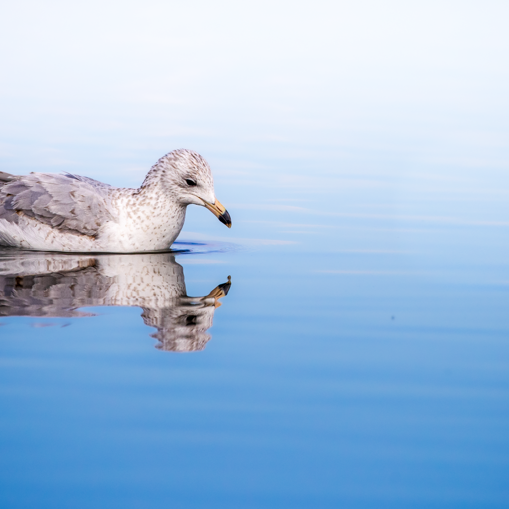Чайка отражается в голубой морской воде