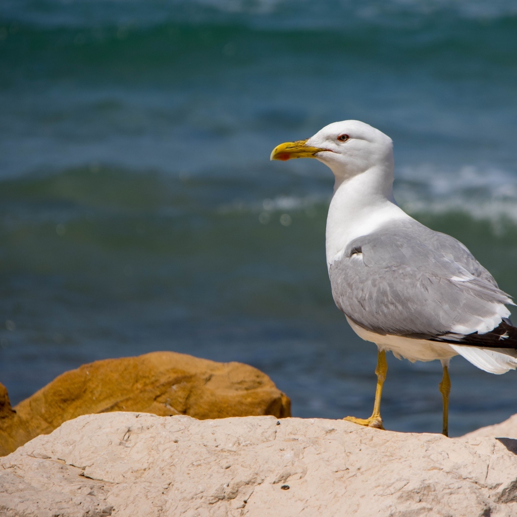 Чайка стоит на камне у моря