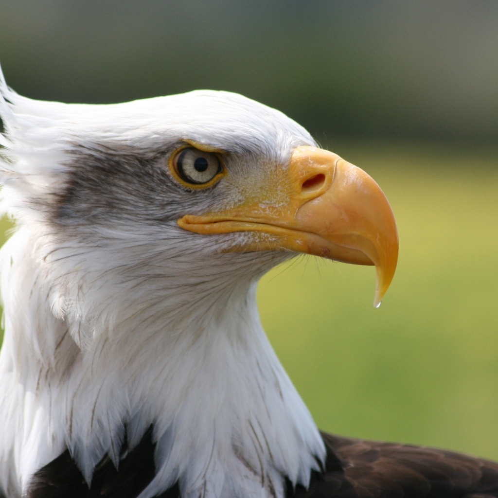 Острый длинный желтый клюв у орла