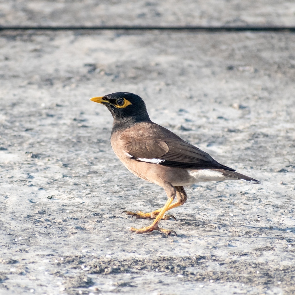 Маленькая обыкновенная майна 