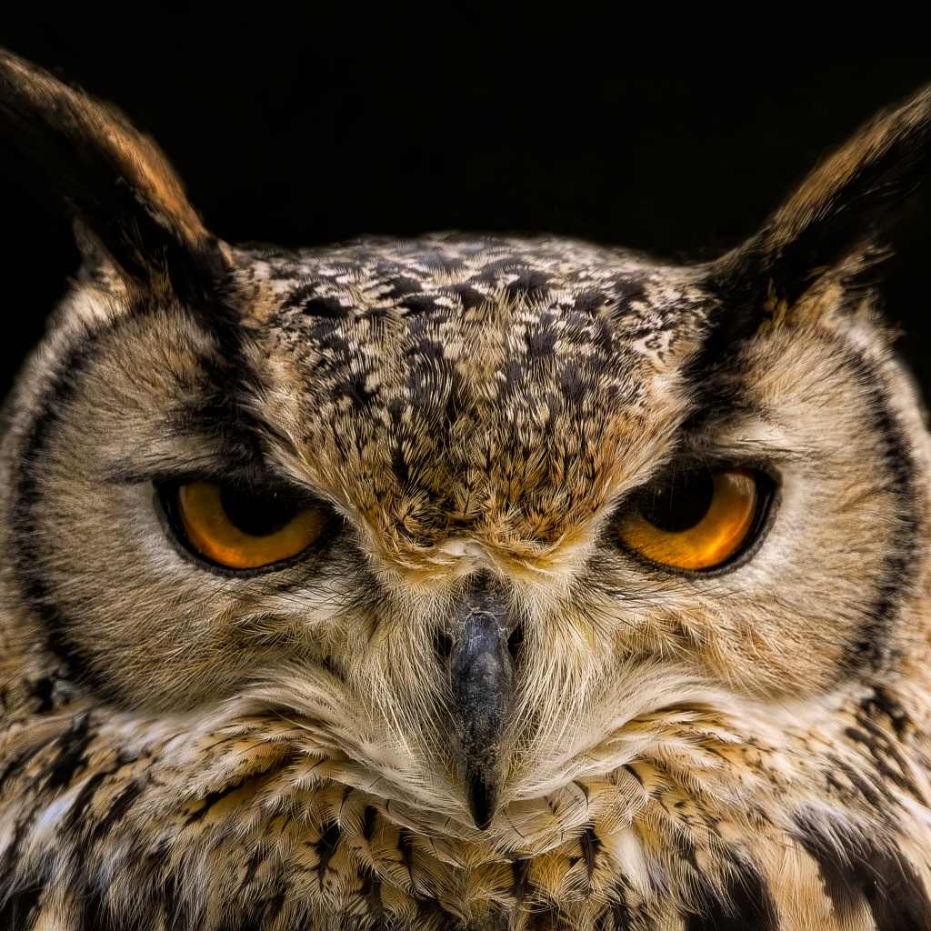 Суровая сова с коричневыми глазами