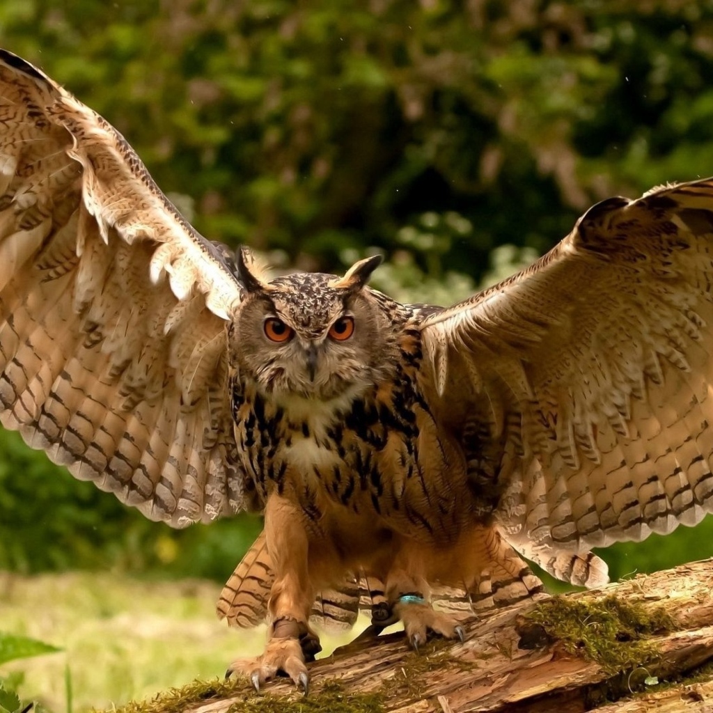 Большая сова расправила крылья