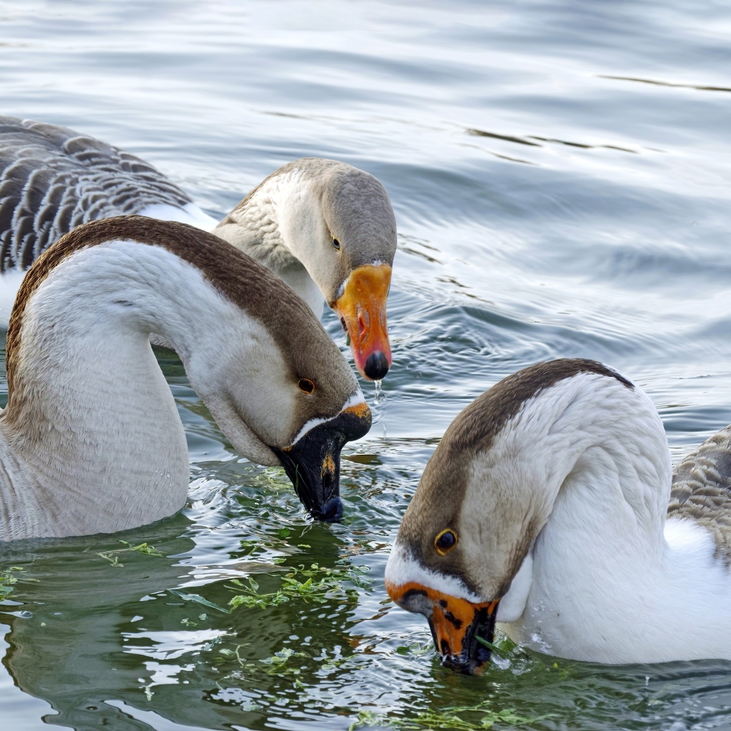 Три домашних гуся плавают в воде