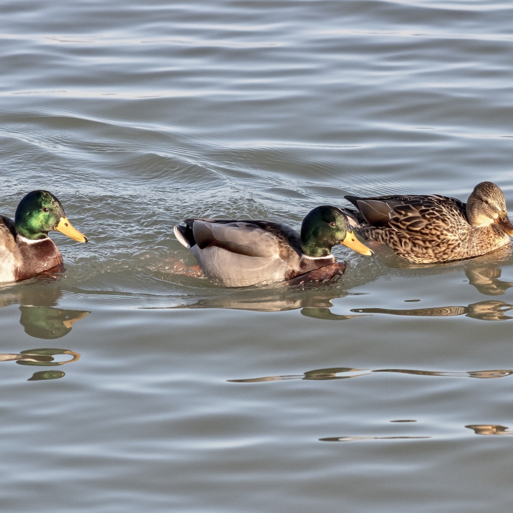 Три утки плавают в воде