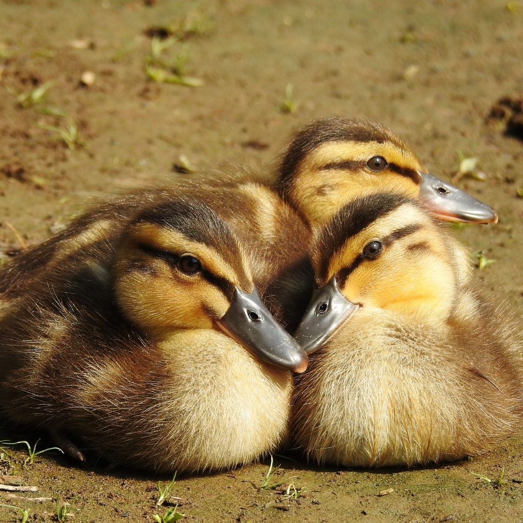 Три маленьких утенка сидят на земле
