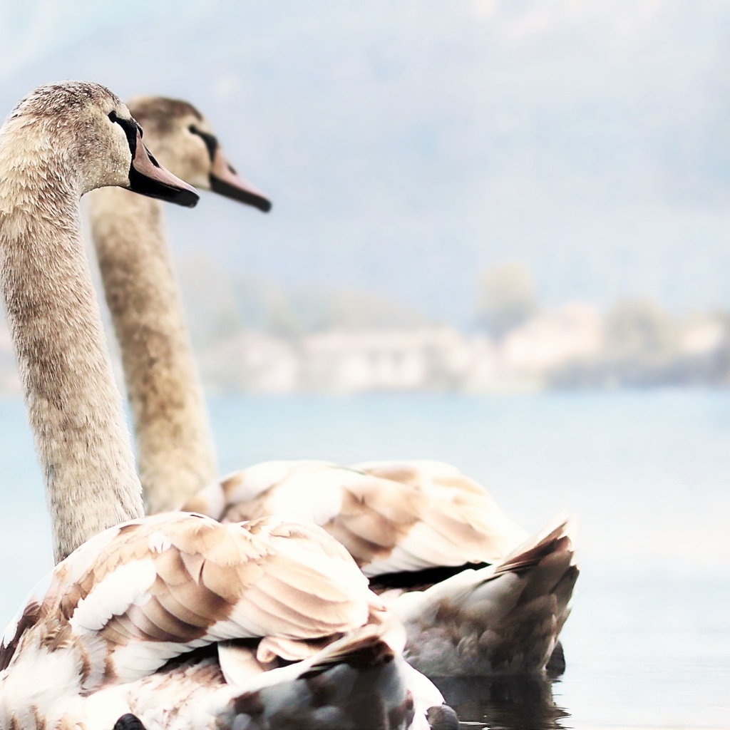 Два красивых лебедя плывут по воде