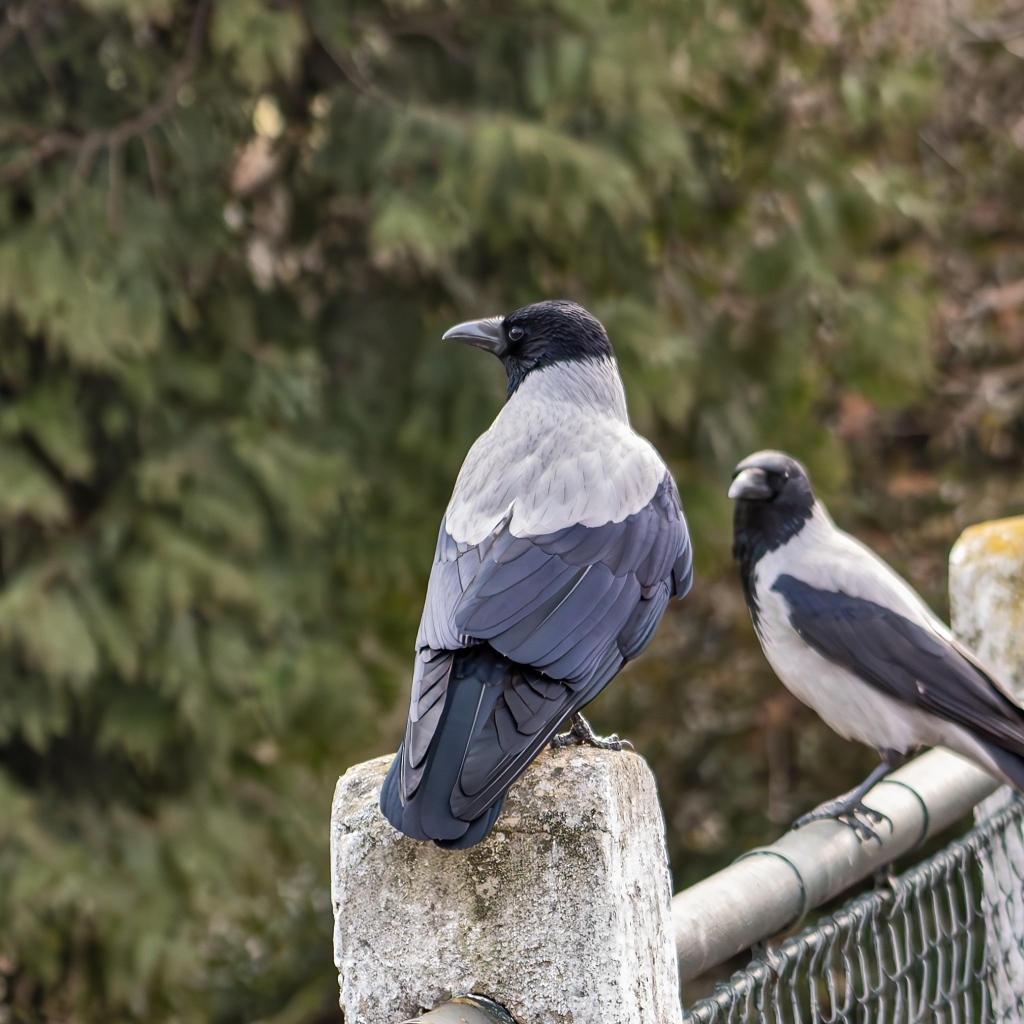 Две вороны сидят на заборе