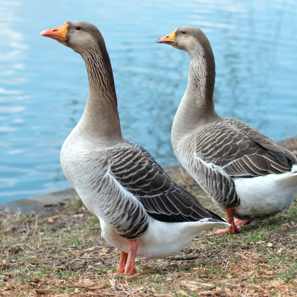 Два больших серых гуся у воды
