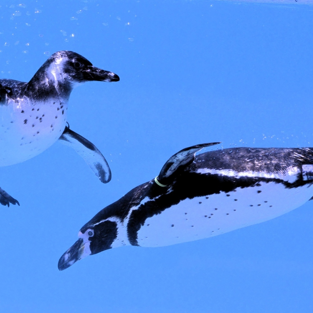 Два пингвина плавают в воде