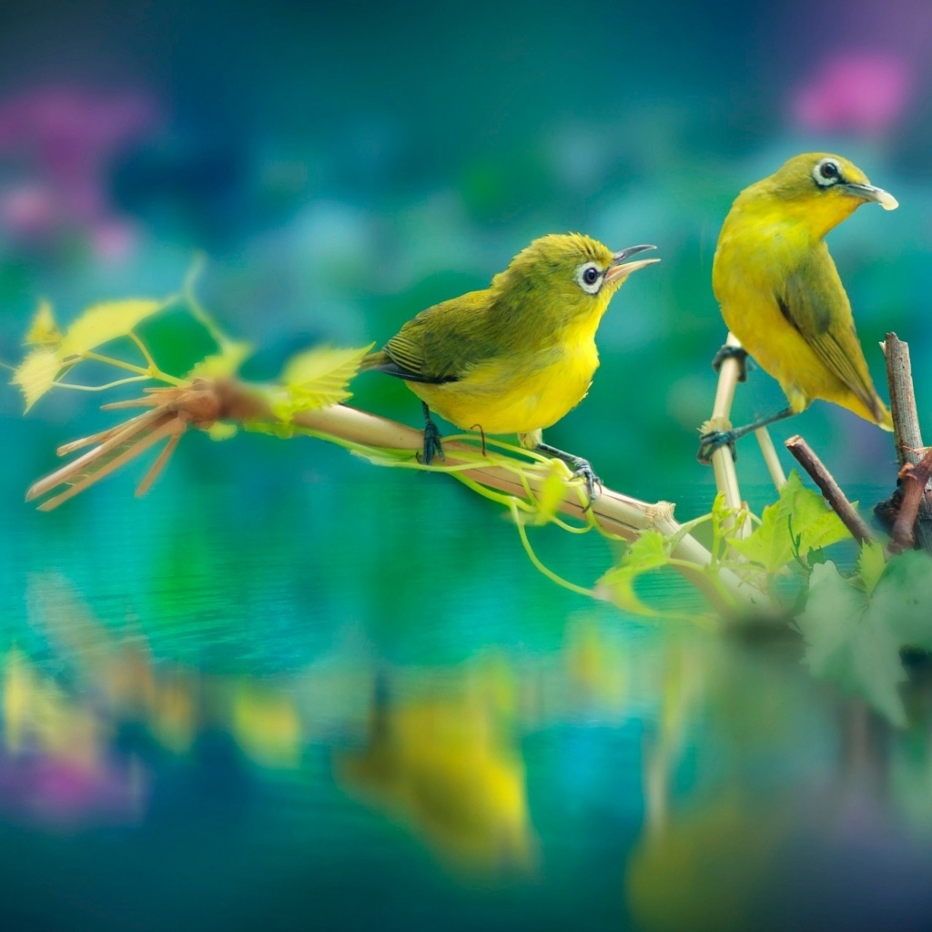 Две маленькие зеленые птички на ветке у воды