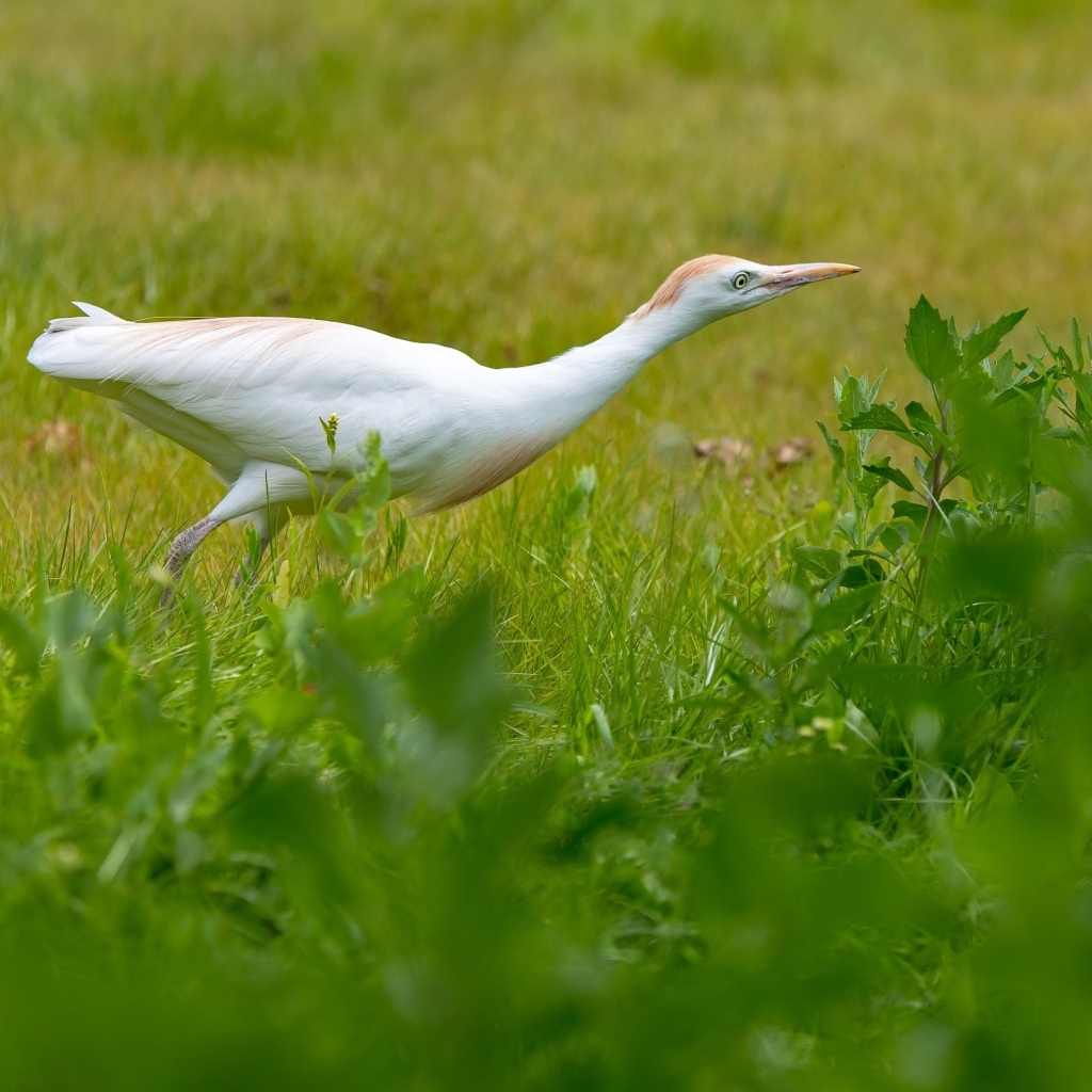 Белая цапля в зеленой траве