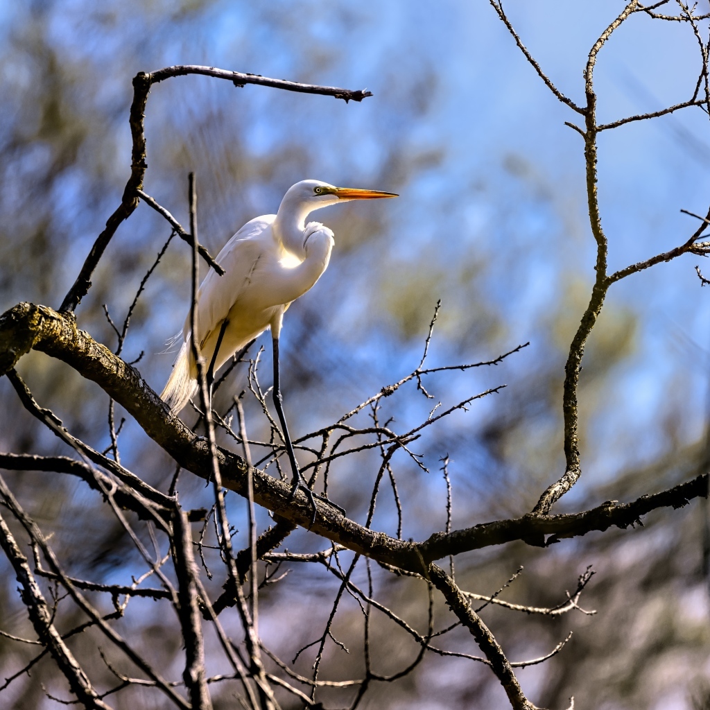 Белая цапля сидит на ветке дерева в лучах солнца