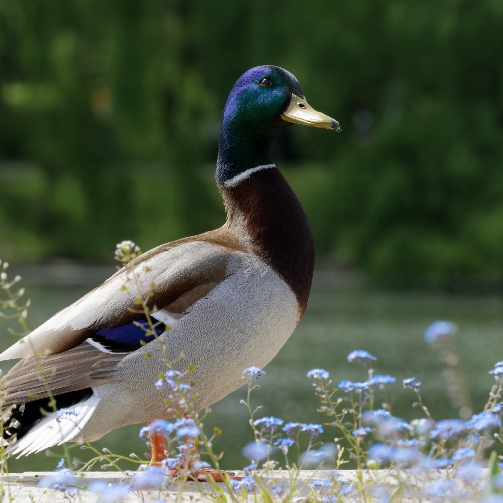 Дикий селезень стоит у воды летом