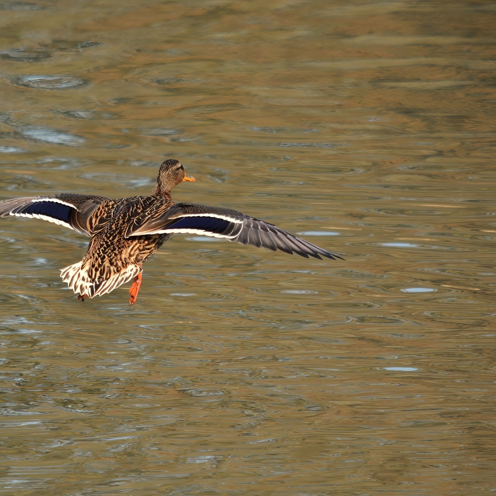 Дикая утка летит над водой